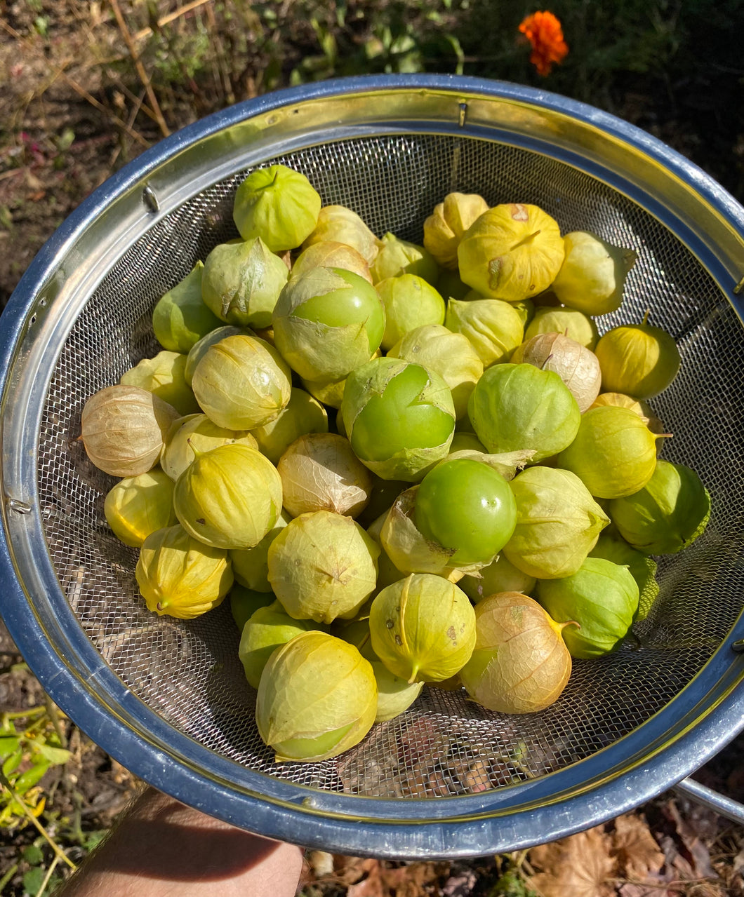 Tomatillo (Chiapas)