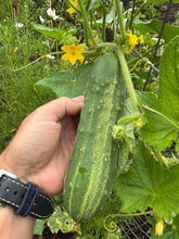 Cucumber (Hungarian Uborka)