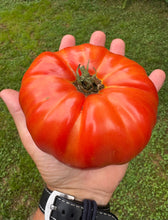 Tomato (Château de Chartres Tomato)