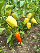 Pepper (Cecei Sweet Pepper)