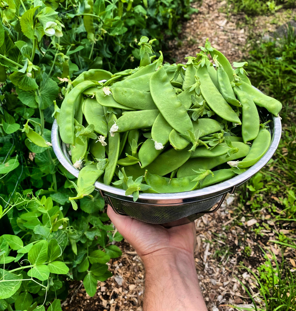 Snow Peas (Mangetout)