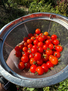 Tomato (Red Currant Tomato)