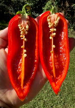 Pepper (Sweet Balkan Pepper)