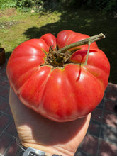 Tomato (Potiron Écarlate / Scarlet Pumpkin Tomato)