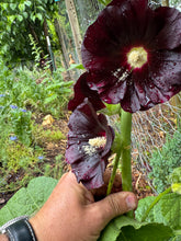 Hollyhock (Black Polish Hollyhock)