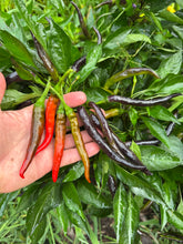 Pepper (Chilaca Pasilla Pepper)🔥