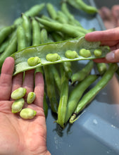 Fava Bean
