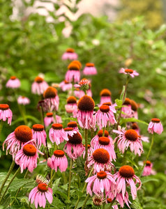 Echinacea / Coneflower