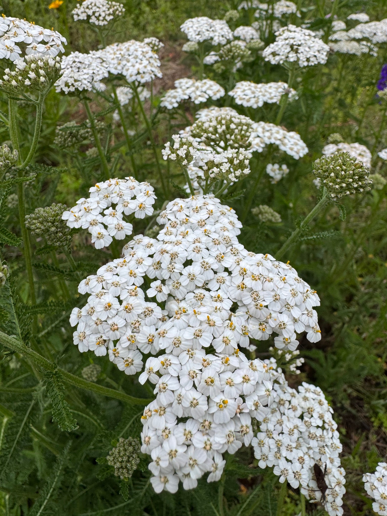 Button Yarrow Yarrow – Kids Seed Co.