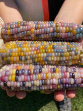 Corn (Glass Gem Corn)