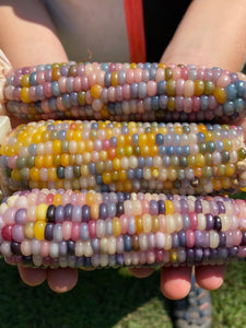 Corn (Glass Gem Corn)