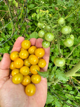 Tomato (Reunion Island Tropical Cherry Tomato)
