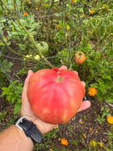 Tomato (Hazel Creek Tomato)