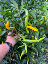 Pepper (Sarit Gat Hot Pepper)🔥🔥
