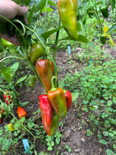Pepper (Kapia Sweet Pepper)