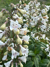 Foxglove Beardtongue