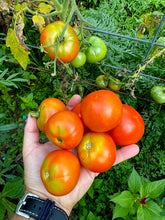 Tomato (Potager de Vilvoorde Tomato)