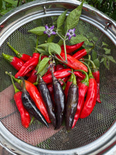 Pepper (Hot Thai Purple Pepper)