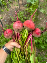 Beet (Chioggia, Bassano)