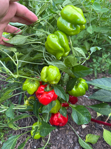Pepper (Ampuis Sweet Pepper)