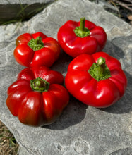 Pepper (Sweet Round of Hungary Pepper)