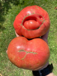 Tomato (Pink Brandywine)
