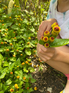 Toothache Plant / Spilanthes