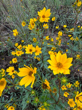 Swamp Marigold