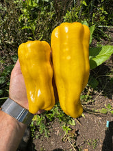 Pepper (Goccia D'Oro Pepper)