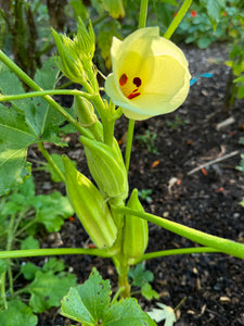 Okra (Geechee White Okra)