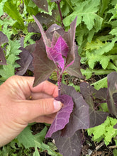 Orach