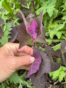 Orach
