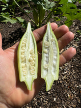 Okra (Geechee White Okra)