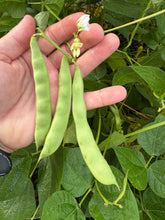 Bean (Flor de Junio Bean)