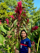 Amaranth (Big Burgundy)