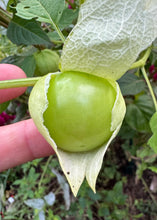 Tomatillo (Chiapas)