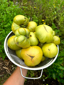 Tomato (Tennessee Green Tomato)