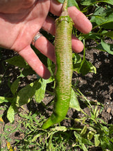 Pepper (Vezenka "Macedonian Embroidered" Pepper)🔥