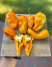 Pepper (Sweet Petit Marseillais Pepper)