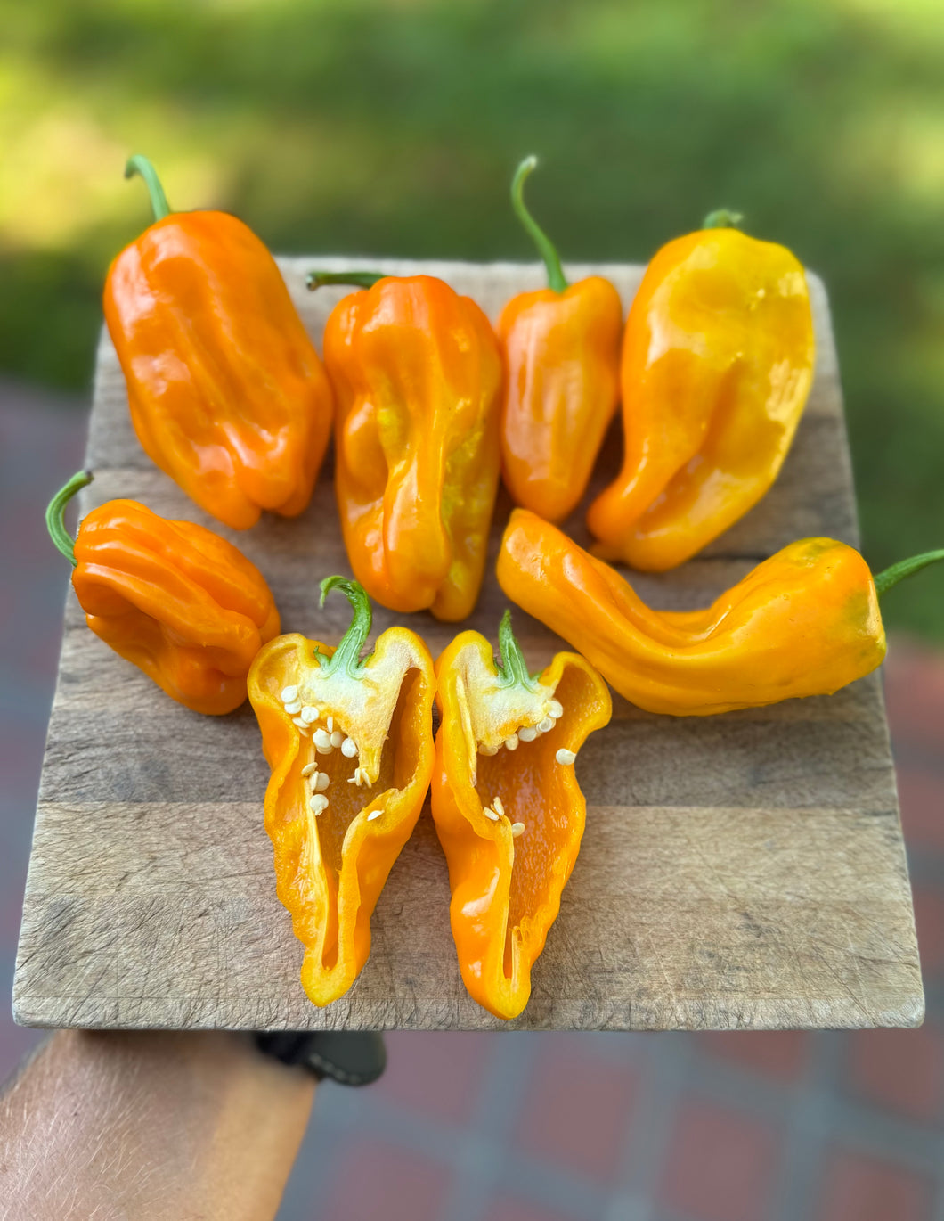 Pepper (Sweet Petit Marseillais Pepper)