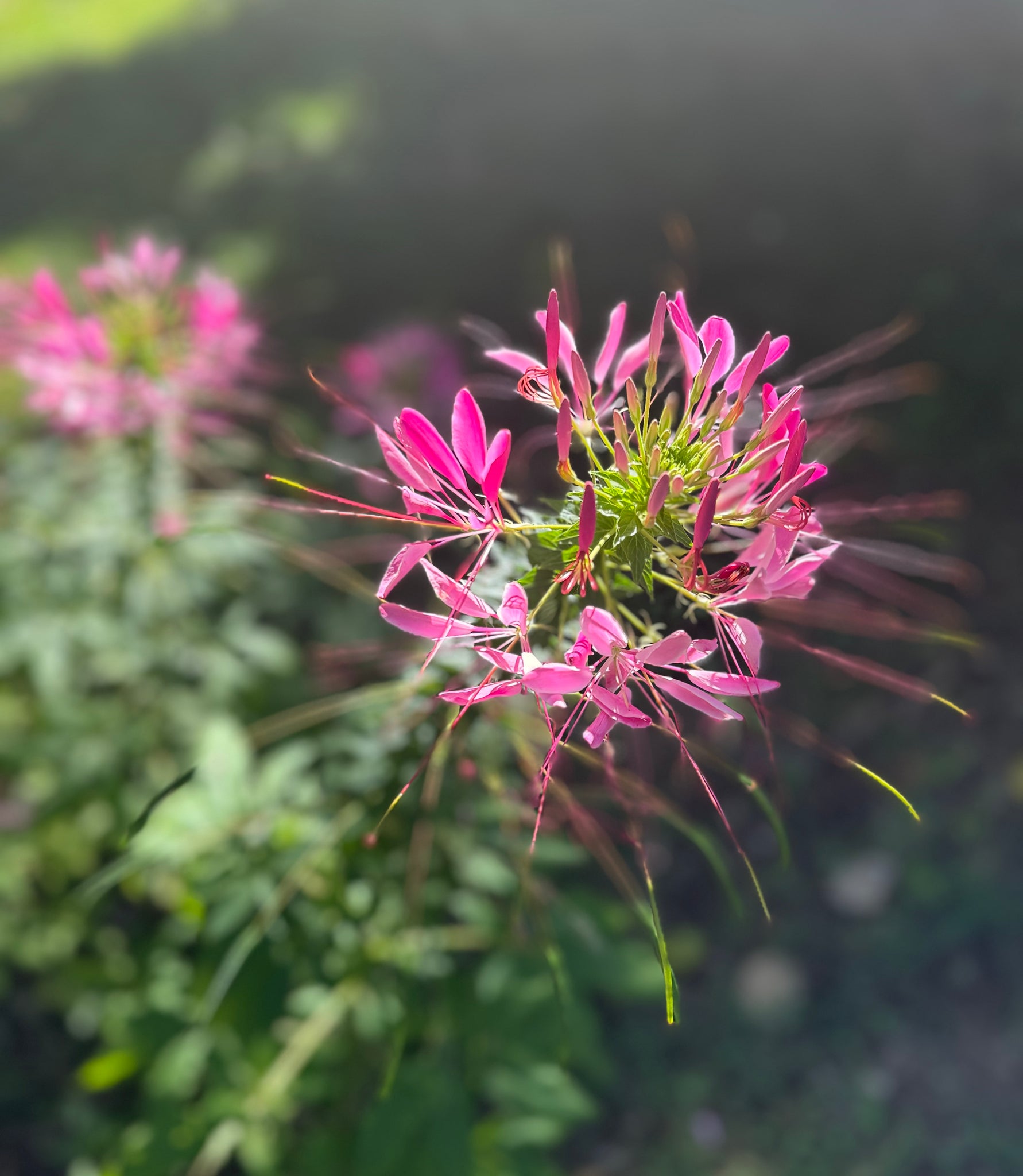 cleome spider flower plant Cleome (Spider Flower) – Kids Seed Co