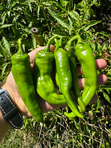 Pepper (Manganji Sweet Pepper)