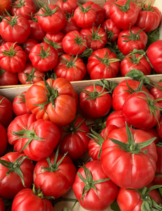 Tomato (Rose de Berne - Riviera Strain)
