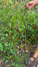 Pepper (Hot Thai Purple Pepper)