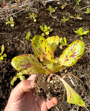 Lettuce (Salasc Speckled Lettuce / Mouchetée de Salasc)