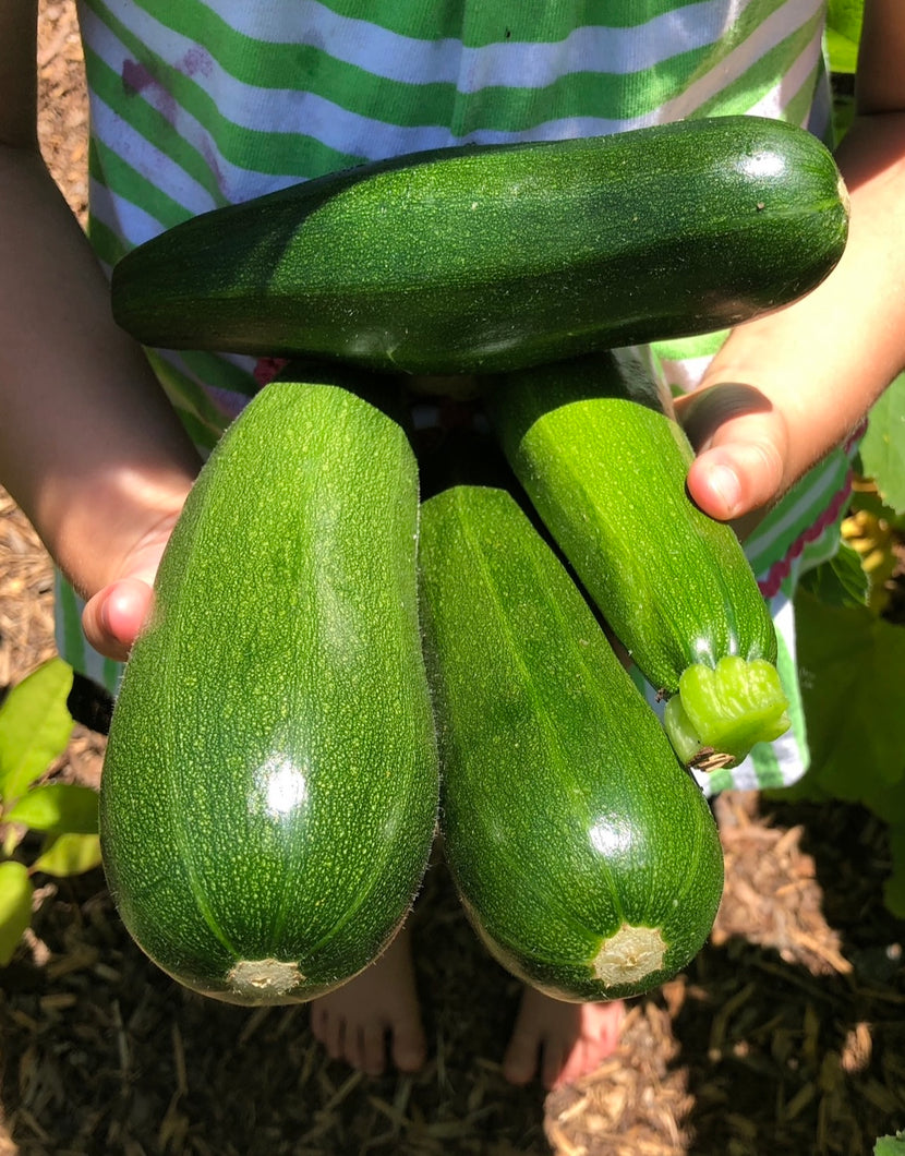 Squash (Black Beauty Zucchini)