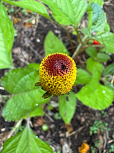 Toothache Plant / Spilanthes