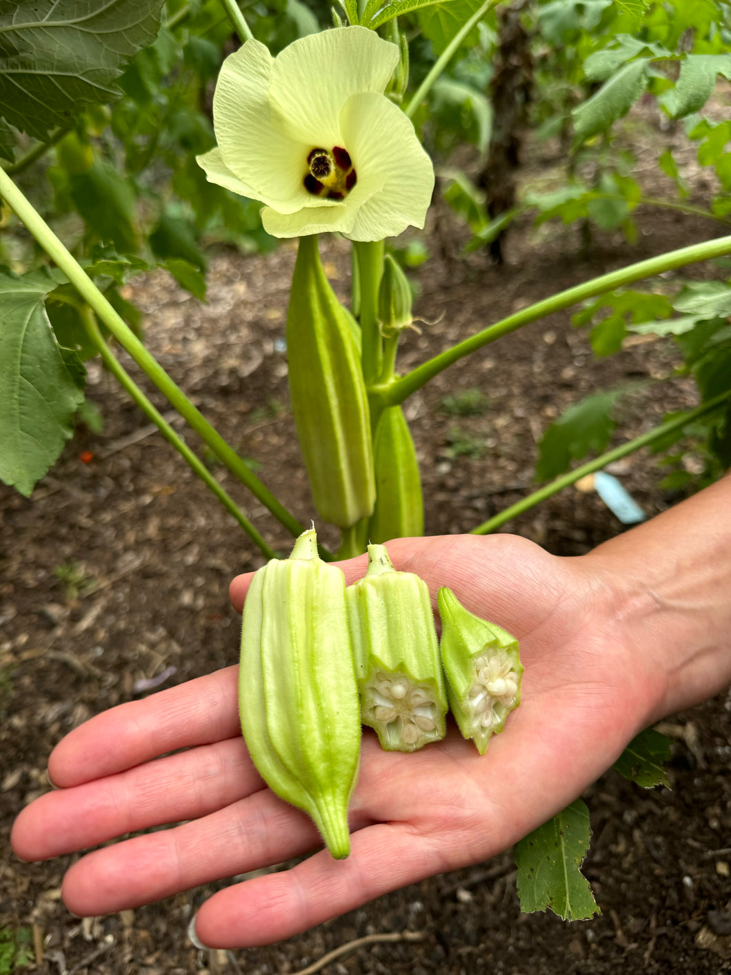 Okra (Geechee White Okra)