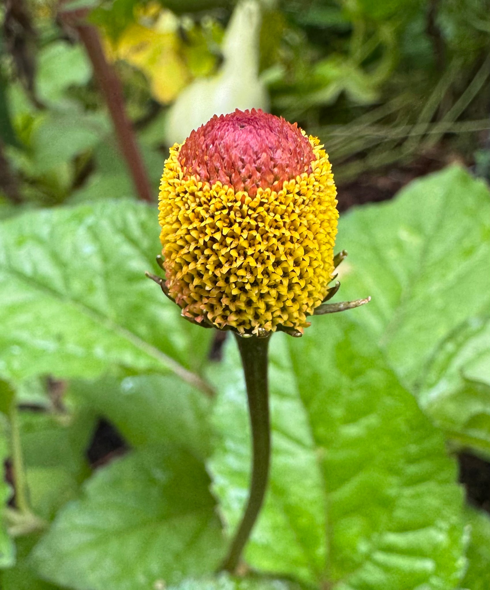 can you grow toothache plant indoors Toothache Plant / Spilanthes – Kids Seed Co