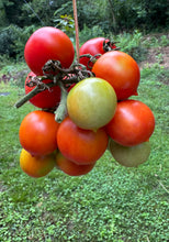 Tomato (Tondo con Pizzo Long-keeper Tomato)